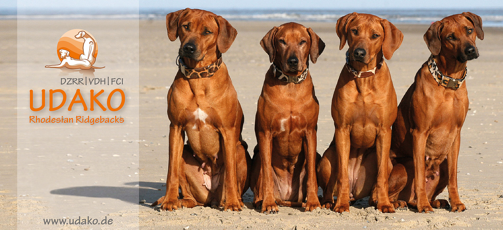 UDAKO Rhodesian Ridgeback