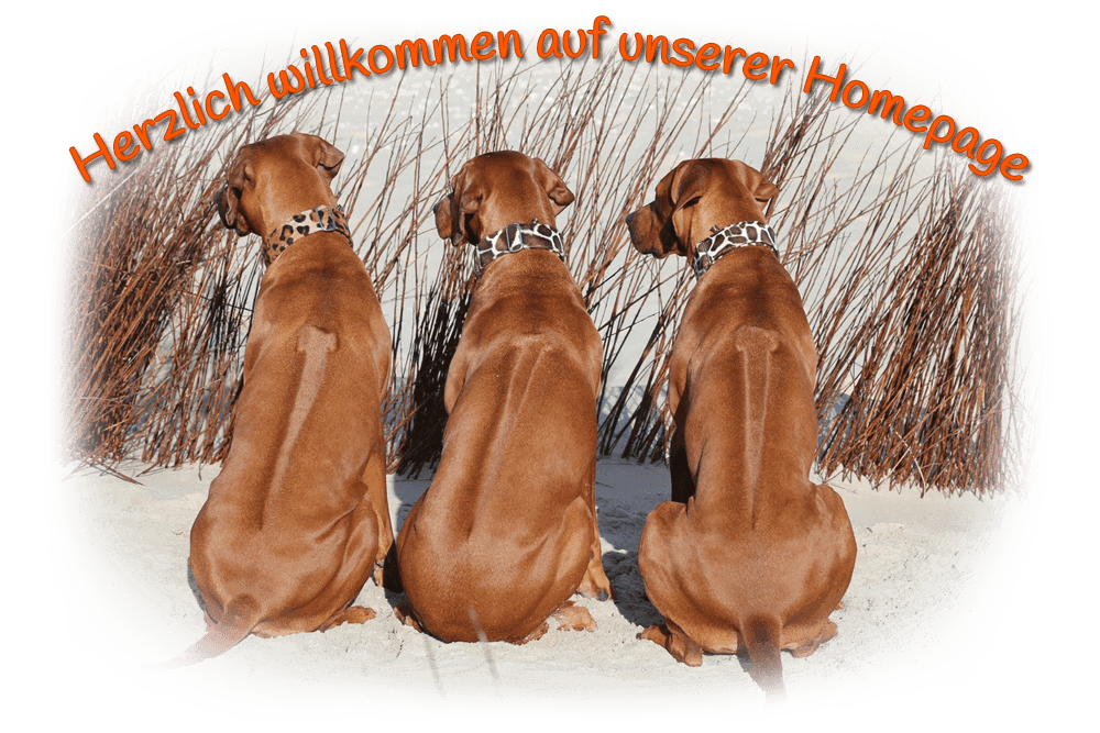 UDAKO Rhodesian Ridgebacks FCI / VDH / DZRR