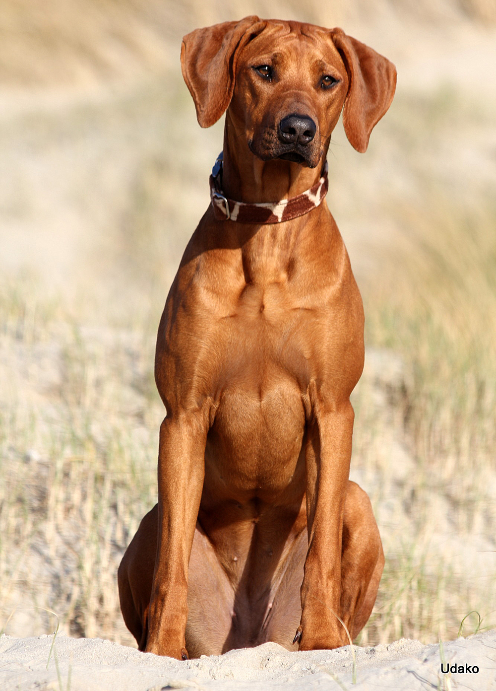 UDAKO Chui Peaches UDAKO Chui Peaches