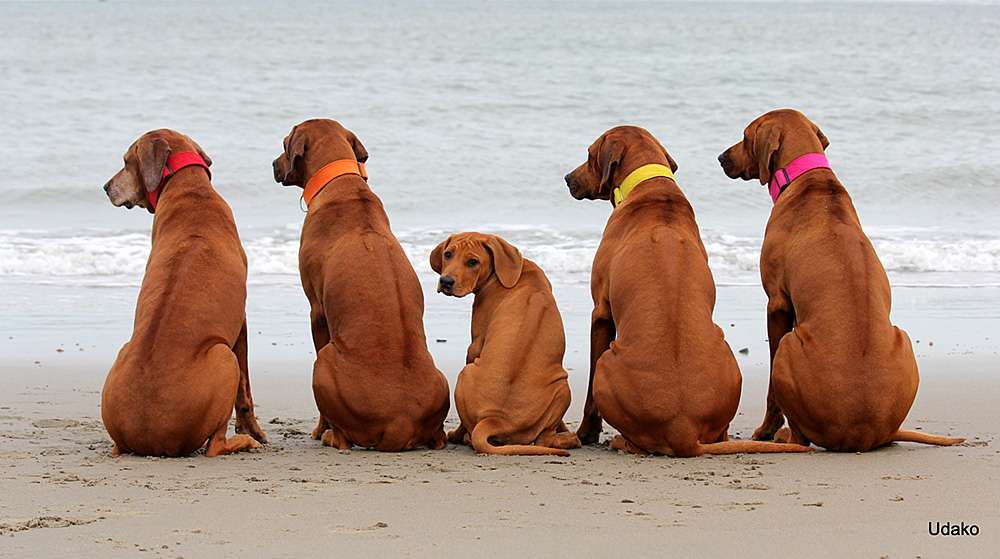 Udako Foto- und Video Galerie