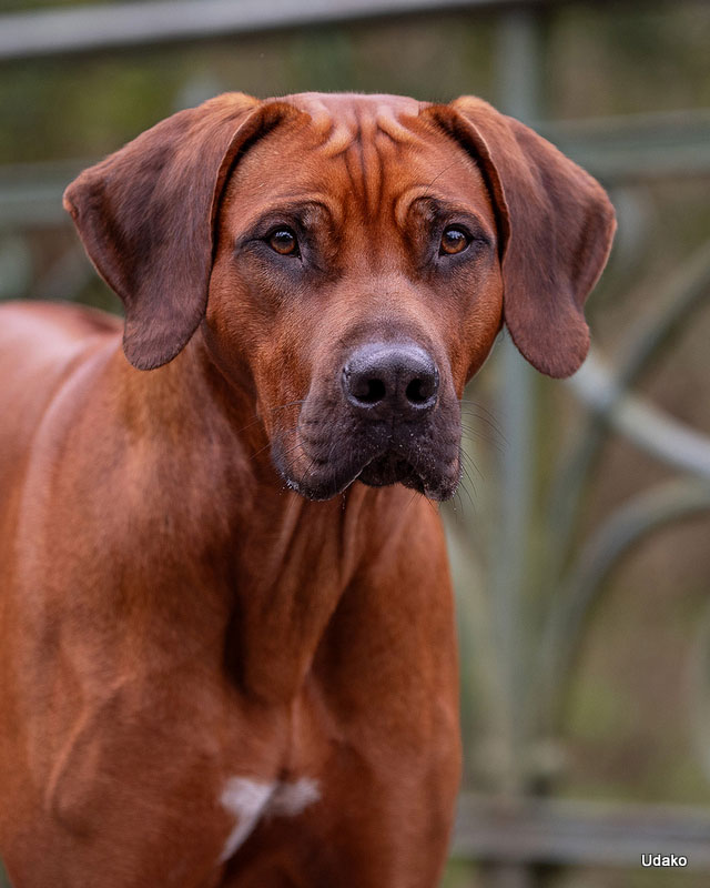 UDAKO Jumapili Kenya Jumapili Kenya