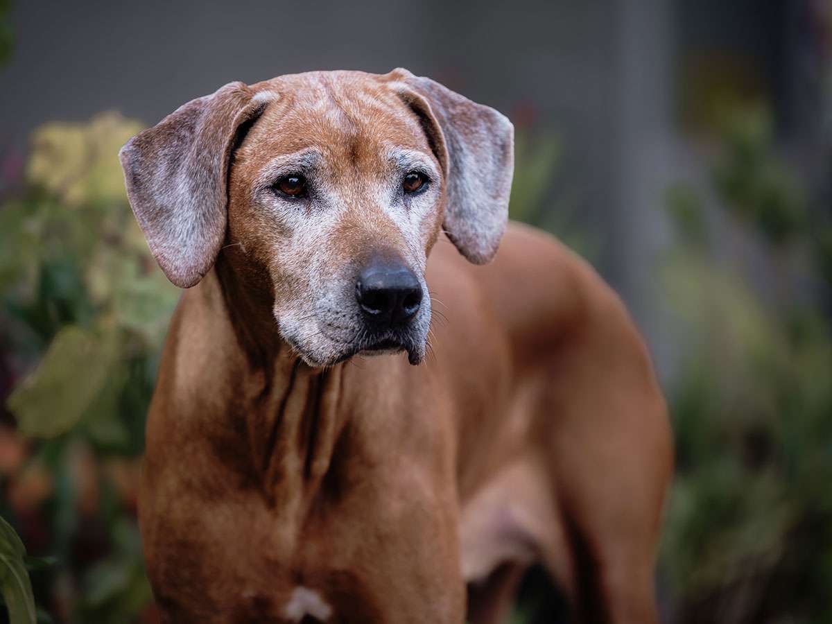 Dt. Jug.-Ch./Dt. Ch. UDAKO Amarula