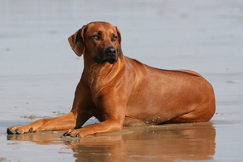 Dt. CH NDOKI Chamchela