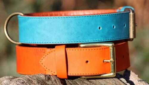 Die ultimativen Ridgeback-Farben