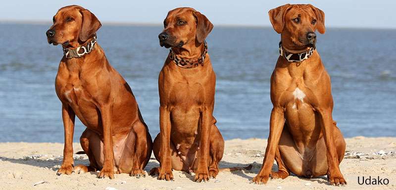 Halsbänder im Africa – Style