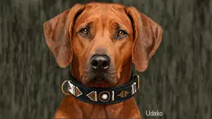 Massai-Halsbänder